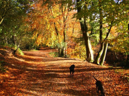 Autumn walk