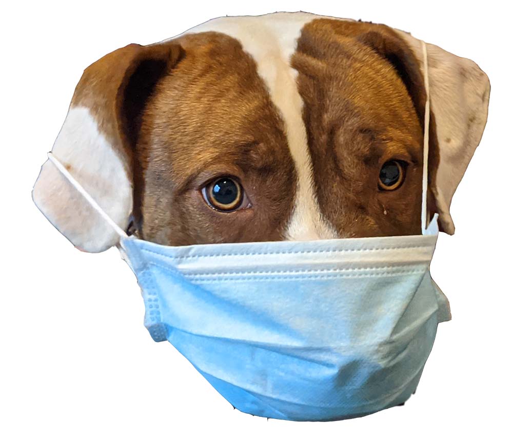 dog wearing a face mask Kennel Cough